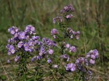 2016_10_03 L69A5039 Michaelmas Daisy, Aster sp