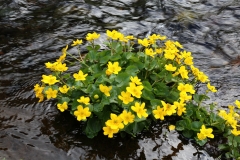 2017-06-05 Marsh-marigold, Caltha palustris
