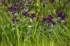 2017-06-07 Alpine Bartsia, Bartsia alpina