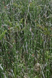 2017-06-08 Rough Horsetail, Equisetum hyemale