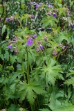2017-06-08 Meadow Crane's-bill, Geranium pratense