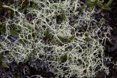2017-06-08 Reindeer 'Moss' (a lichen), Cladonia rangiferina