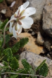 2017-06-09 Mountain Avens, Dryas octopetala