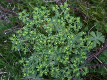 2017-10-23 Spurge, Euphorbia sp