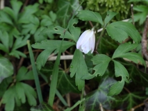 2018-04-15 L69A9320 Wood Anemone, Anemone nemorosa, by Aysgarth High Force