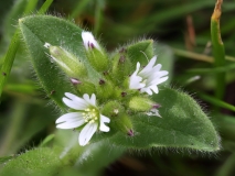 2018-04-23 9512F Common Mouse-ear, Cerastium fontanum