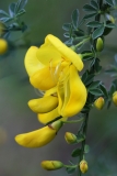 2018-05-04 9885F Broom, Cytisus scoparius, east side of North Hill