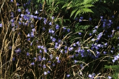 2018-07-23 3302 Harebells above West Malvern