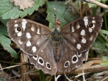 2018-07-31 3539F Speckled Wood