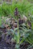 2018-04-26 9765 Early-purple Orchid, Orchis mascula