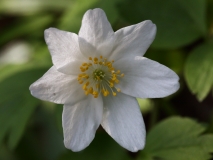 2019-04-01-9714-Wood-Anemone-Anemone-nemorosa