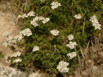 0010 2018-08-06 4403 Dark-stemmed Sneezewort, Achillea atrata, 2400m, above Lej da Vadret