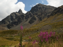 0690 2018-08-08 4939 Rosebay Willow-herb, Epilobium angustifolium, 2600m, below Lej Muragl