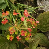 0770 2018-08-07 4722 Wood Spurge, Euphorbia amygdaloides, 2000m, S of Roseg