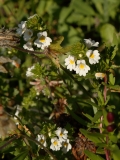 0820 2018-08-06 4485 Eyebright, Euphrasia officinalis, 2200m, by Lej da Vadret