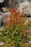 1340 2018-08-04 4016 Mountain Sorrel, Oxyria digyna, Fruiting, 2800m, below Berghaus Diavolezza