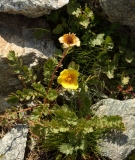 1370 2018-08-05 4280 Rhaetian Poppy, Papaver rhaeticum, 2600m, S of Fuorcla Surlej