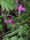 1450 2018-08-03 3669 Beaked (possibly Marsh) Lousewort, Pedicularis rostrato-capitata,  2700m, by Senda Segantini SE of Chamanna Segantini