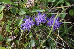 1570 2018-08-03 3624 Round-headed Rampion, Phyteuma orbiculare, 2400m, by Senda Segantini SE of Muottas Muragl