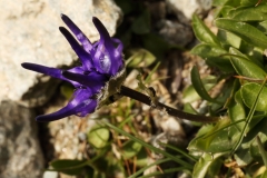 1610 2018-08-04 4054 Rampion, Phyteuma sp, 2600m, above Lej da Diavolezza