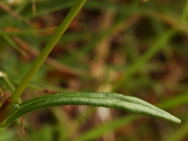 1660 2018-08-07 4680 Leaf of Alpine Bistort, Polygonum viviparum, 2300m, below Chamanna da Tschierva