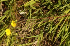 1670 2018-08-06 4576 Golden Cinquefoil, Potentilla aurea, 2200m, below Chamanna da Tschierva